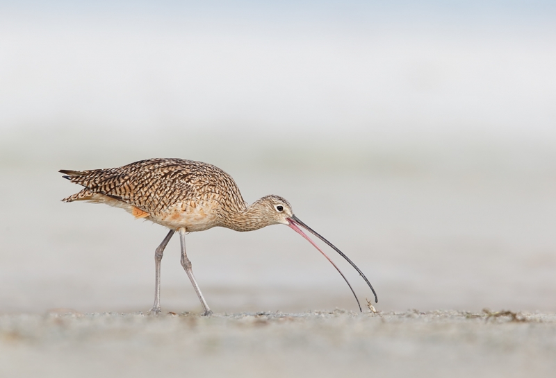 long-billed-curlew-w-fiddler-crab-_09u2612-fort-desoto-park-pinellas-county-fl