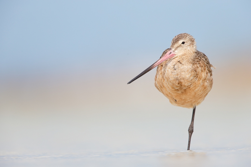 marbled-godwit-standing-on-one-leg-_q8r4980-fort-desoto-park-st-petersburg-fl