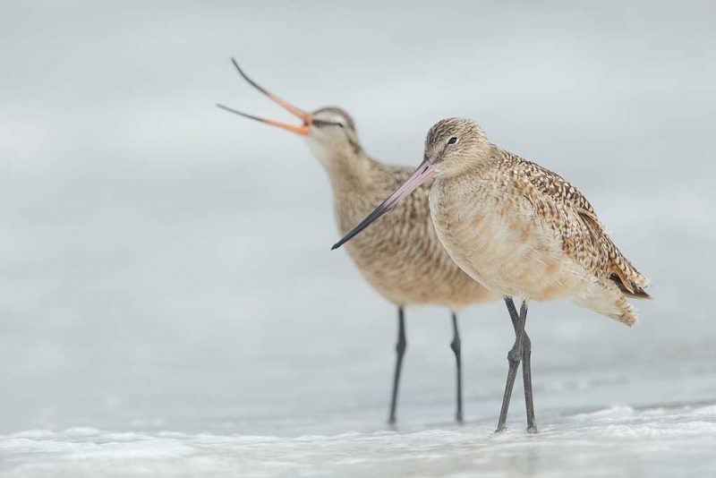 marbled-godwits-breeding-and-non-breeding-bill-colors-_09u0132-fort-desoto-park-pinellas-county-fl