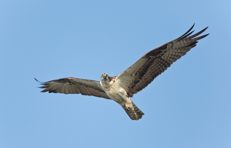 osprey-in-flight-screaming-_u1c0342-indian-lake-estates-fl