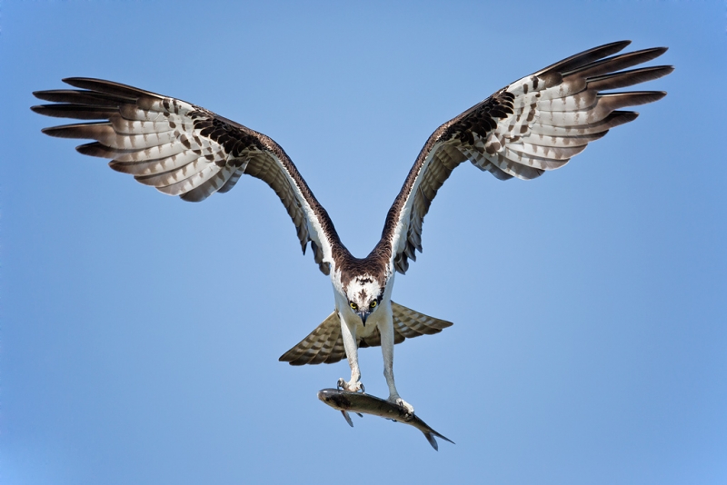 osprey-landing-with-fish-_a1c0208-indian-lake-estates-fl