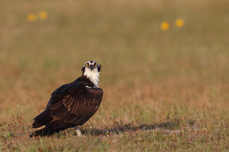 osprey-on-ground-staring-_09u7722-indian-lake-estates-fl