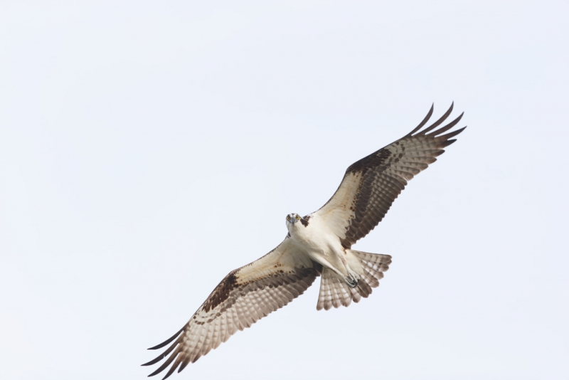 osprey-orig-_09u3014-indian-lake-estates-fl