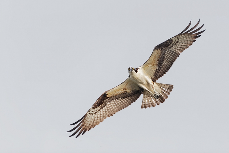 osprey-staring-down-_09u3014-indian-lake-estates-fl