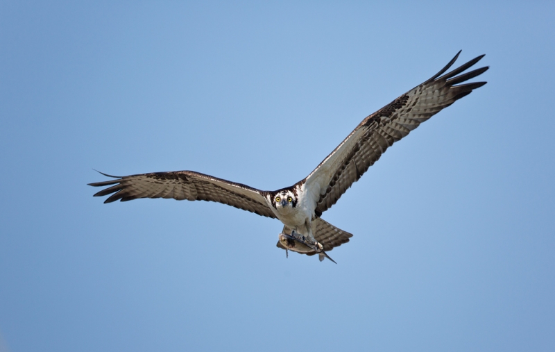 osprey-with-fish-800-hend-held-_a1c0190-indian-lake-estates-fl