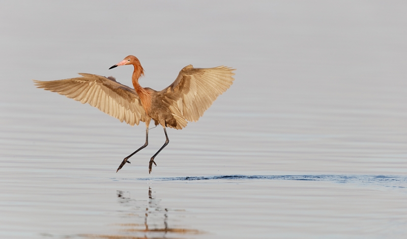 reddish-egret-drunken-sailor-fishing-strategy-_09u7126-fort-desoto-park-pinellas-county-fl