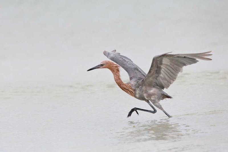 reddish-egret-fishing-w-wings-raised-_q8r4404-fort-desoto-park-st-petersburg-fl