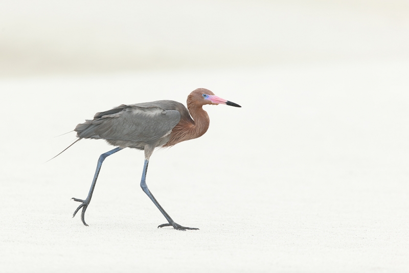 reddish-egret-striding-across-sand-flat-_09u0293-fort-desoto-park-pinellas-county-fl