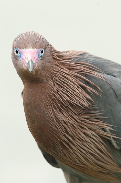 reddish-egret-tigt-vertical-head-shldrs-_09u0488-fort-desoto-park-pinellas-county-fl