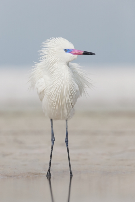 reddish-egret-white-morph-vert-_09u2977-fort-desoto-park-pinellas-county-fl