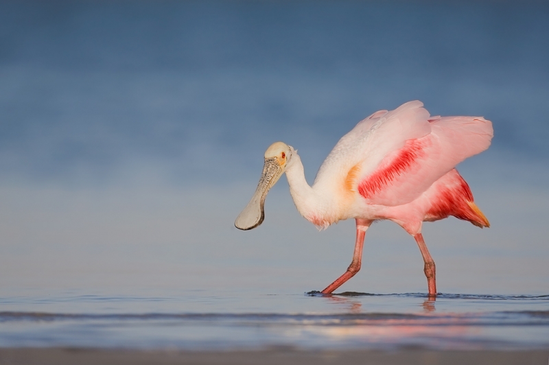 Platalea ajaja; Roseate Spoonbill