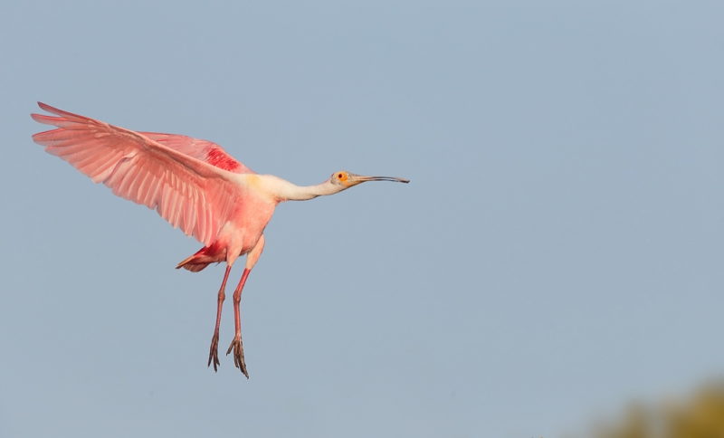 roseate-spoonbill-braking-to-land-_q8r8636-alafia-banks-tampa-bay-fl