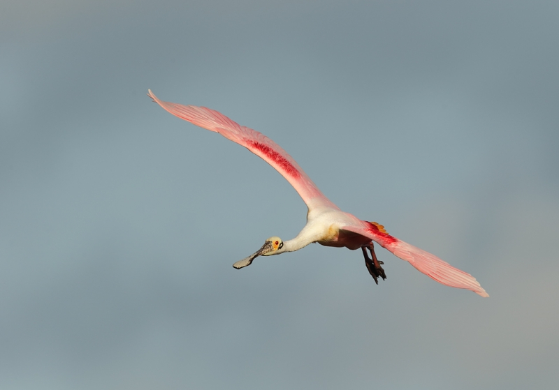 roseate-spoonbill-coming-in-for-landing-_09u0968-dit-dot-dash-rookery-bradenton-river-fl