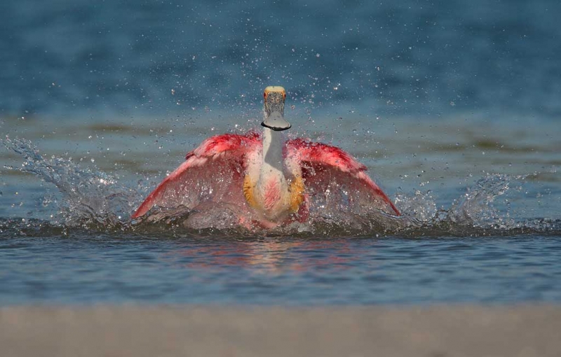 roseate-spoonbill-flapping-during-bath-_10j8831-alafia-banks-tampa-bay-fl