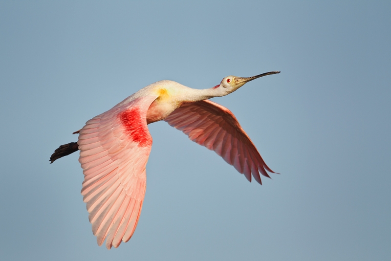 roseate-spoonbill-in-flight-_w3c3095-alafia-banks-tampa-bay-fl