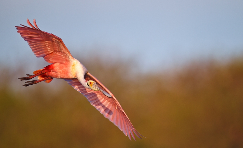 roseate-spoonbill-in-flight-eml-after-tg-dodge-burn-_y9c3545-alafia-banks-tampa-bay-fl