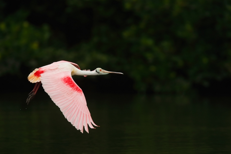 roseate-spoonbill-in-flight-iso-1600-600-ii-2-2x-iii-tc-_09u9919-alafia-banks-tampa-bay-fl