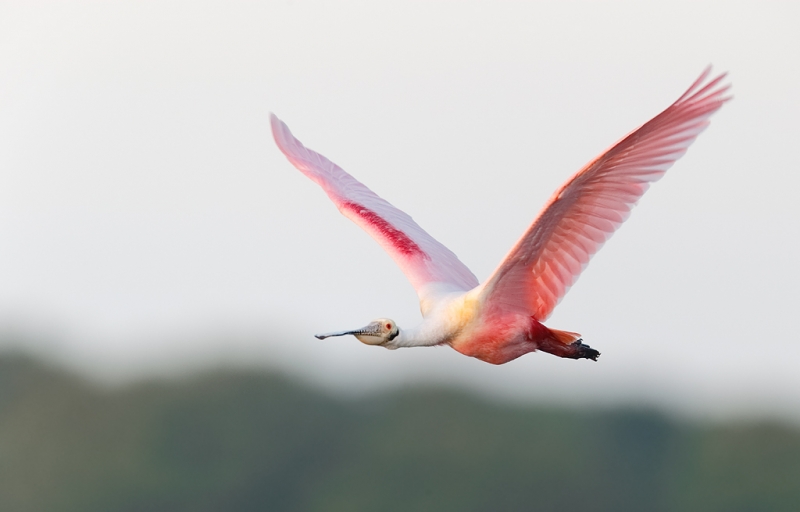 roseate-spoonbill-in-flight-iso-1600-_09u1910-alafia-banks-tampa-bay-fl