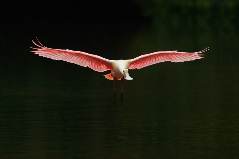 roseate-spoonbill-landing-600-ii-2x-ii-tc-iso-1600-_09u9872-alafia-banks-tampa-bay-fl