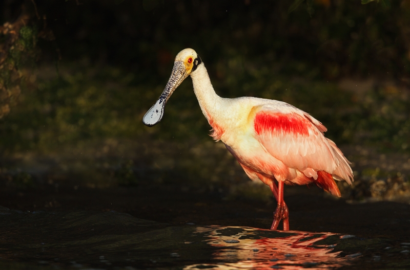 roseate-spoonbill-on-mangrove-beach-_w3c2970-alafia-banks-tampa-bay-fl