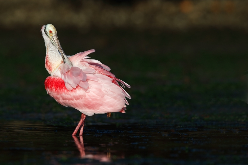 roseate-spoonbill-preening-impr-_09u1622-alafia-banks-tampa-bay-fl