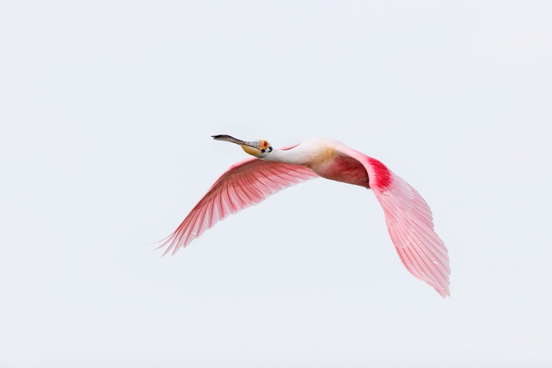 roseate-spoonbill-white-sky-flight-blog-_09u6225-alafia-banks-tampa-bay-fl_0