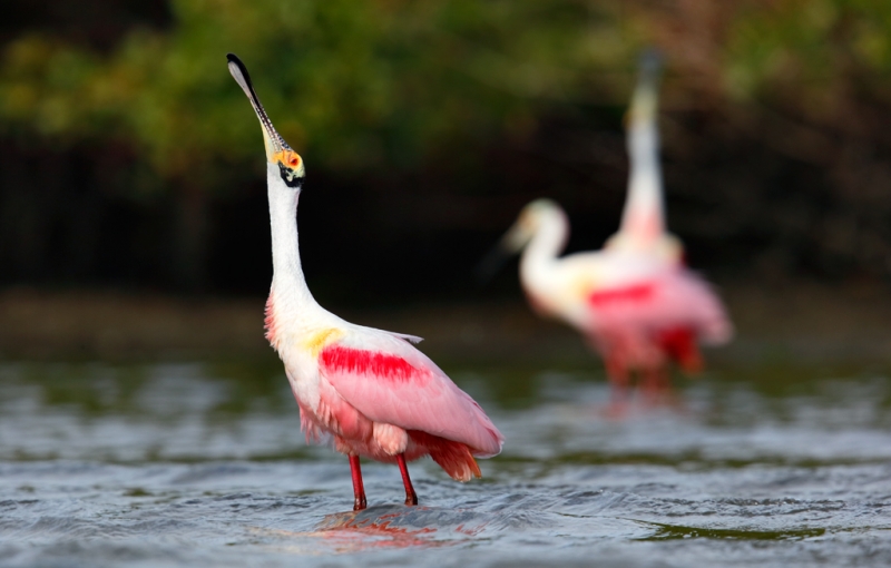 roseate-spoonbills-displaying-_09u6464-alafia-banks-tampa-bay-fl