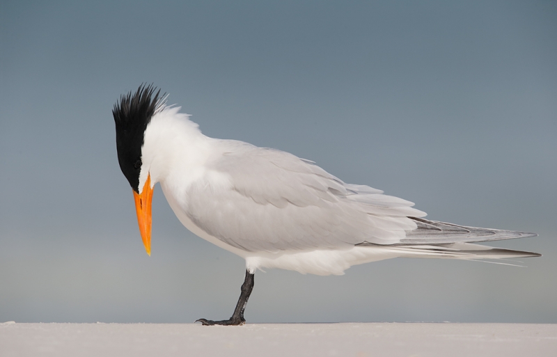 royal-tern-bowing-posture-_09u2788-fort-desoto-park-pinellas-county-fl