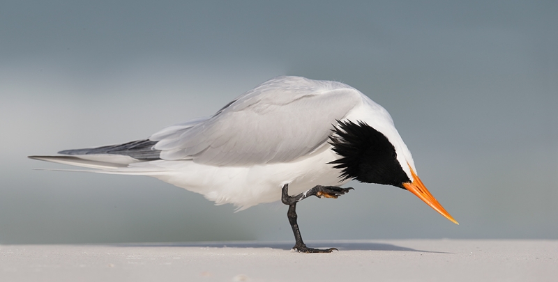 royal-tern-scratching-stitched-panorama-_09u2714-fort-desoto-park-pinellas-county-fl