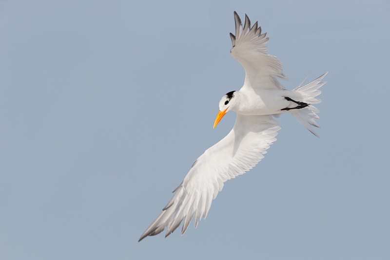 royal-tern-wheeling-in-flight-600-ii-handheld-_09u2694-fort-desoto-park-pinellas-county-fl