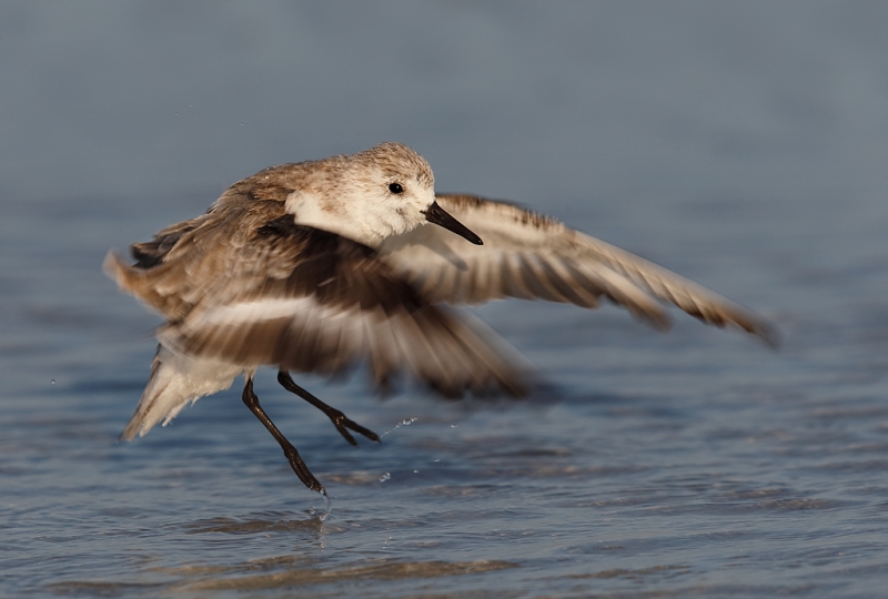 sanderling-jumping-after-bath-_q8r7383-east-gulf-drive-sanibel-fl