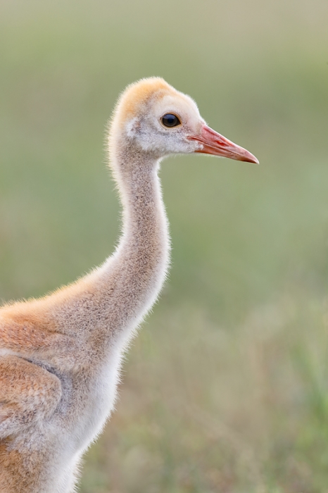 sandhill-crane-chick-500-ii-hand-held-seated-_09u3045-indian-lake-estates-fl