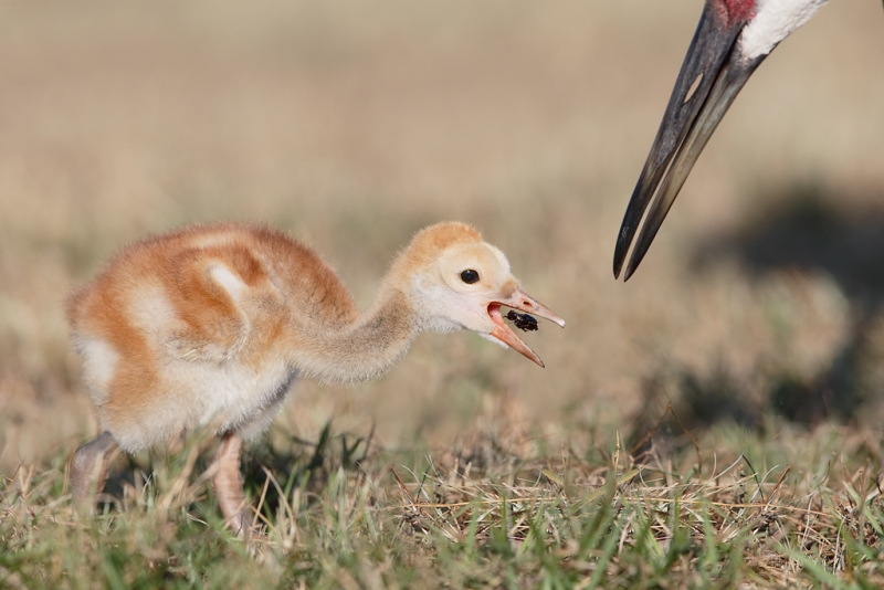 sandhill-crane-chick-eating-beetle-_09u4421-indian-lake-estates-fl