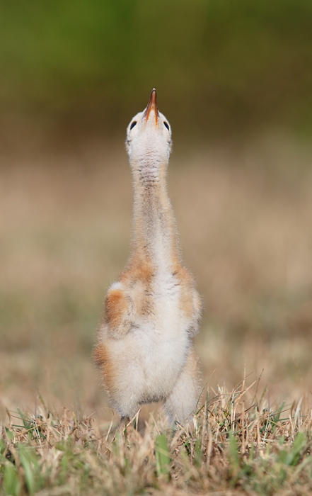 sandhill-crane-chick-looking-up-at-tree-swallows-_09u4478-indian-lake-estates-fl