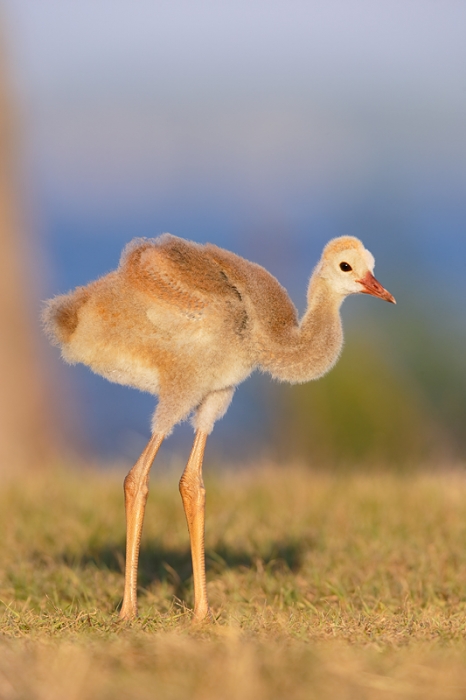 sandhill-crane-colt-_09u4206-indian-lake-estates-fl