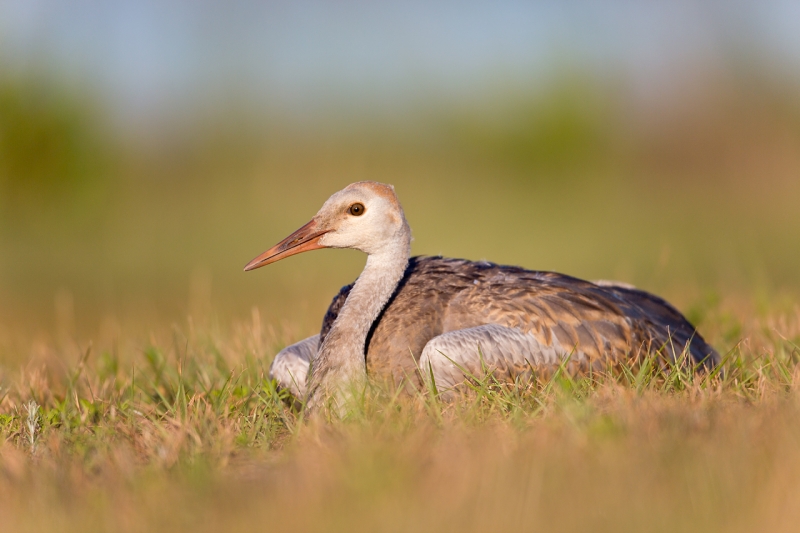 sandhill-crane-colt-lieing-on-grass-from-ground-level-_a1c5969-indian-lake-estates-fl