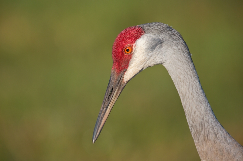 sandhill-crane-head-portrait-_u1c0465-indian-lake-estates-fl