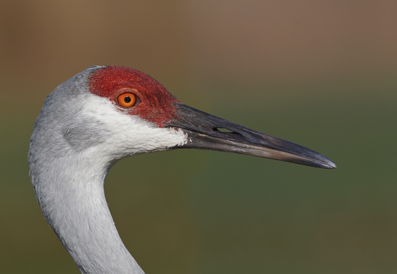 sandhill-crane-head-portrait-stitch-pano-_y9c9749-indian-lake-estates-fl