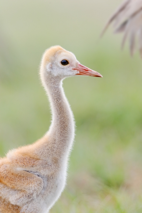 sandhill-crane-large-chick-near-adult-_09u3041-indian-lake-estates-fl