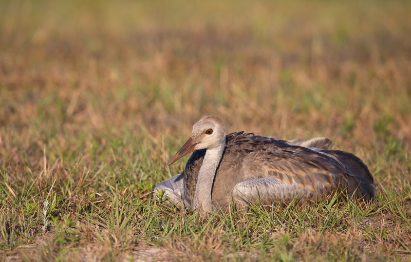 sandhill-crane-lieing-down-_a1c5929-indian-lake-estates-fl