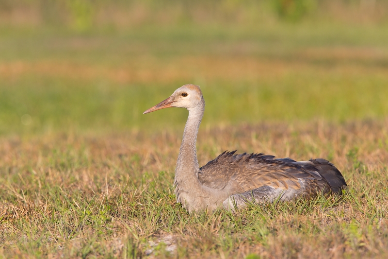 sandhill-crane-lieing-on-grass-from-one-knee-_u1c0431-indian-lake-estates-fl