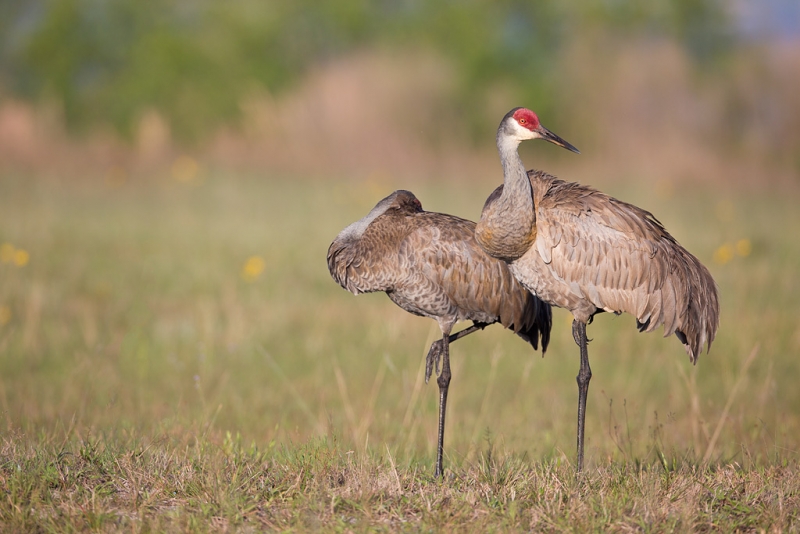 sandhill-crane-pair-_a1c0003-indian-lake-estates-fl