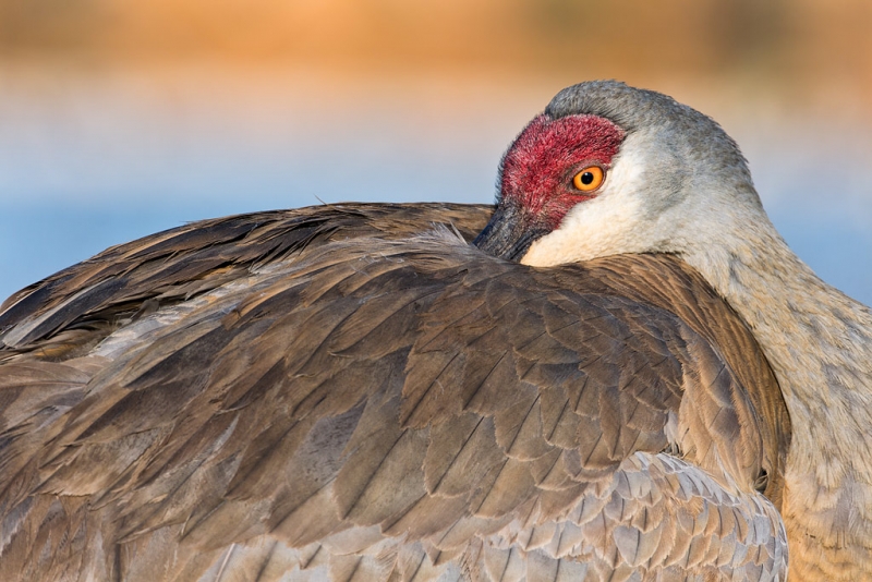 sandhill-crane-resting-head-tucked-in-_a1c0020-indian-lake-estates-fl