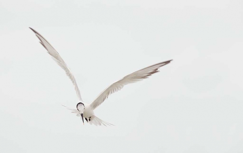 sandwich-tern-winter-plumage-fishing-_q8r4508-fort-desoto-park-st-petersburg-fl