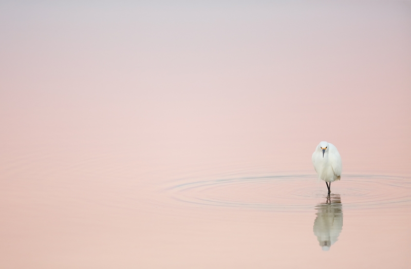 snowy-egreat-in-pre-dawn-pink-_a1c9248-little-estero-lagoon-fort-myers-beach-fl