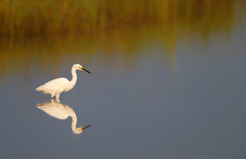 snowy-egret-early-morning-light-_q8r4247-fort-desoto-park-st-petersburg-fl