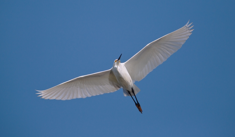 snowy-egret-flight-5d-iii-70-200-2x-ii-tc-_a1c4946-gatorland-kissimmee-fl