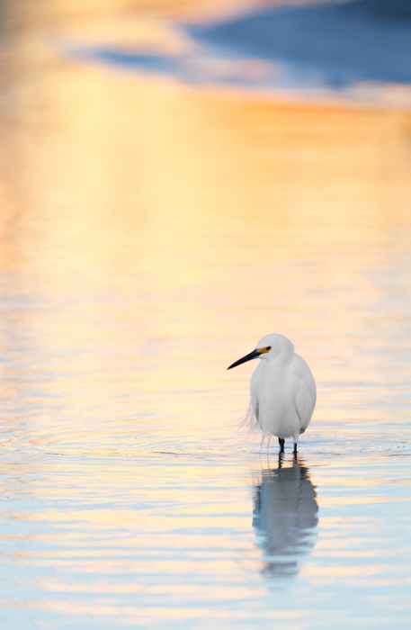 snowy-egret-in-pre-dawn-reflections-_09u8775-little-estero-lagoon-fort-myers-beach-fl