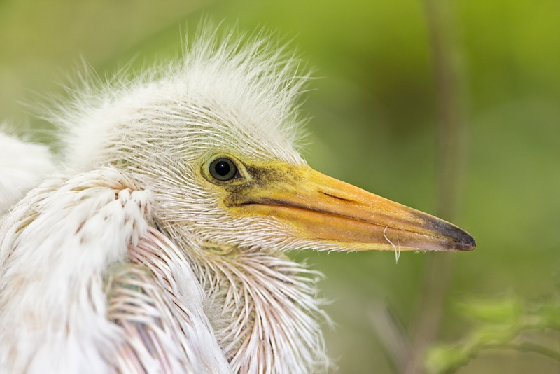 snowy-egret-large-chick-in-nest-_a1c6054-gatorland-kissimmee-fl