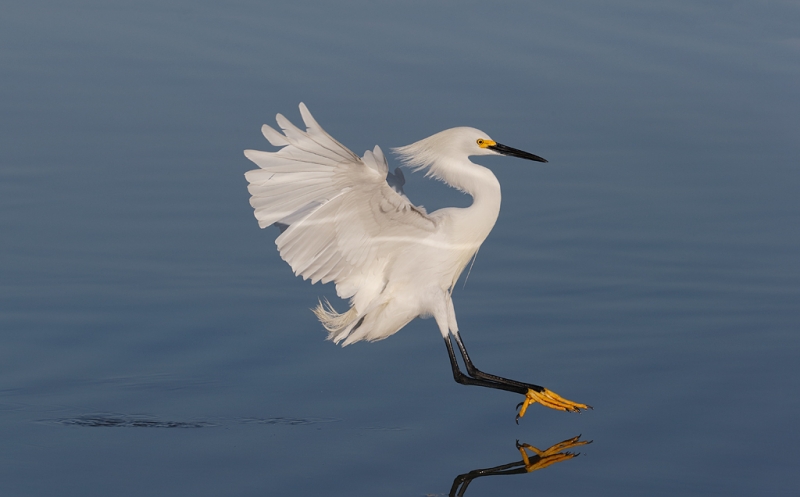 snowy-egret-stretching-to-land-_09u0566-little-estero-lagoon-fort-myers-beach-fl